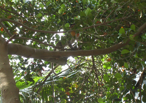 SL270508.jpg